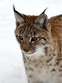 BWald 19-02-07 3906   Photos ACG 2018