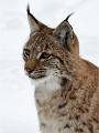 BWald 19-02-07 3913   Photos ACG 2018