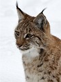 BWald 19-02-07 3916   Photos ACG 2018