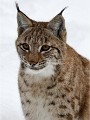 BWald 19-02-07 3918   Photos ACG 2018