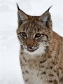 BWald 19-02-07 3920   Photos ACG 2018
