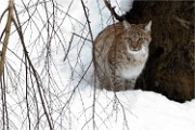 BWald 19-02-07 4359   Photos ACG 2018