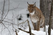 BWald 19-02-07 4373   Photos ACG 2018