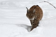 BWald 19-02-07 5072   Photos ACG 2018