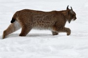 BWald 19-02-07 5275   Photos ACG 2018