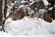 BWald 19-02-08 2522   Photos ACG 2018