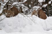 BWald 19-02-08 2523   Photos ACG 2018
