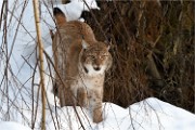 BWald 19-02-08 5550   Photos ACG 2018