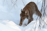 BWald 19-02-08 5599   Photos ACG 2018