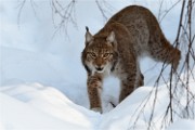 BWald 19-02-08 5609   Photos ACG 2018