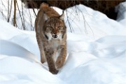BWald 19-02-08 5639   Photos ACG 2018