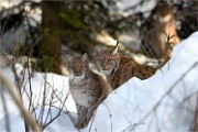 BWald 19-02-08 5730   Photos ACG 2018