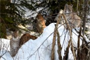 BWald 19-02-08 5753   Photos ACG 2018