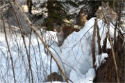 BWald 19-02-08 5765   Photos ACG 2018