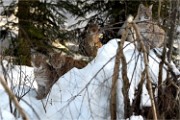 BWald 19-02-08 5789   Photos ACG 2018