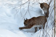 BWald 19-02-08 5851   Photos ACG 2018