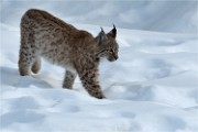 BWald 19-02-08 6072   Photos ACG 2018