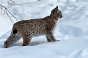 BWald 19-02-08 6079   Photos ACG 2018