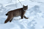 BWald 19-02-08 6090   Photos ACG 2018