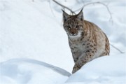 BWald 19-02-08 6206   Photos ACG 2018