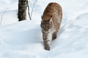 BWald 19-02-08 6260   Photos ACG 2018