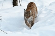 BWald 19-02-08 6262   Photos ACG 2018