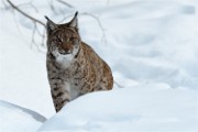 BWald 19-02-08 6271   Photos ACG 2018