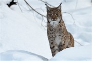 BWald 19-02-08 6275   Photos ACG 2018