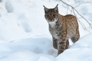 BWald 19-02-08 6314   Photos ACG 2018