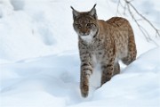 BWald 19-02-08 6316   Photos ACG 2018