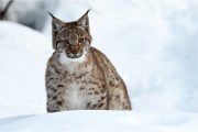 BWald 19-02-08 6365   Photos ACG 2018