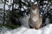 BWald 19-02-08 6419   Photos ACG 2018