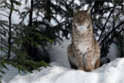 BWald 19-02-08 6421   Photos ACG 2018