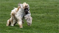 Levriers 19-04-27 004   Photos ACG 2019