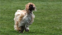 Levriers 19-04-27 006   Photos ACG 2019
