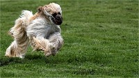 Levriers 19-04-27 007   Photos ACG 2019