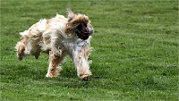 Levriers 19-04-27 008   Photos ACG 2019