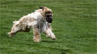 Levriers 19-04-27 012   Photos ACG 2019