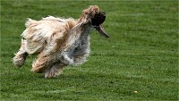 Levriers 19-04-27 014   Photos ACG 2019