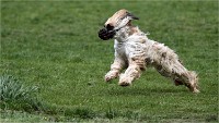Levriers 19-04-27 027   Photos ACG 2019