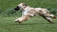 Levriers 19-04-27 032   Photos ACG 2019