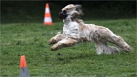 Levriers 19-04-27 047   Photos ACG 2019