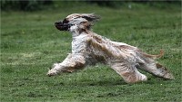 Levriers 19-04-27 053   Photos ACG 2019