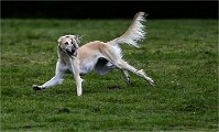Levriers 19-04-27 090   Photos ACG 2019