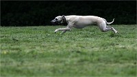 Levriers 19-04-27 121   Photos ACG 2019