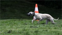 Levriers 19-04-27 123   Photos ACG 2019