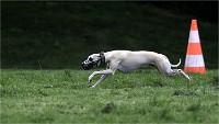 Levriers 19-04-27 124   Photos ACG 2019