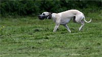 Levriers 19-04-27 128   Photos ACG 2019