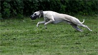Levriers 19-04-27 130   Photos ACG 2019