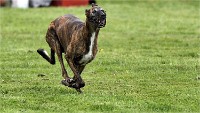 Levriers 19-04-27 141   Photos ACG 2019